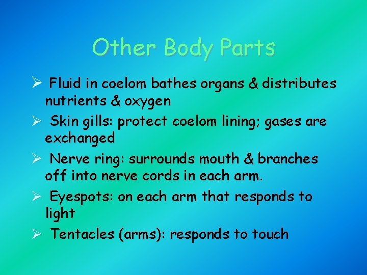 Other Body Parts Ø Fluid in coelom bathes organs & distributes nutrients & oxygen