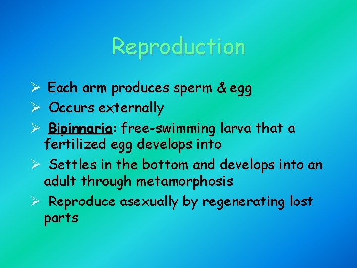 Reproduction Each arm produces sperm & egg Occurs externally Bipinnaria: free-swimming larva that a