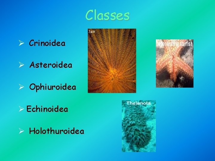 Classes Ø Crinoidea Ø Asteroidea Ø Ophiuroidea Ø Echinoidea Ø Holothuroidea 