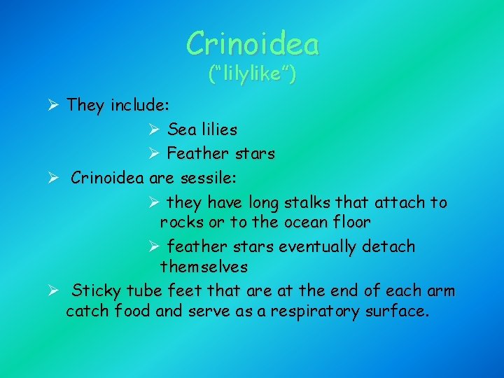 Crinoidea (“lilylike”) Ø They include: Ø Sea lilies Ø Feather stars Ø Crinoidea are