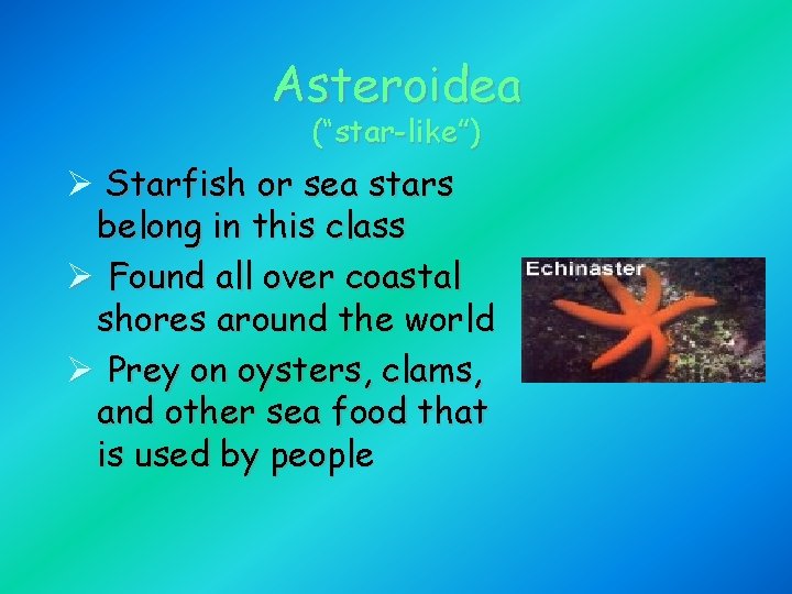 Asteroidea (“star-like”) Ø Starfish or sea stars belong in this class Ø Found all