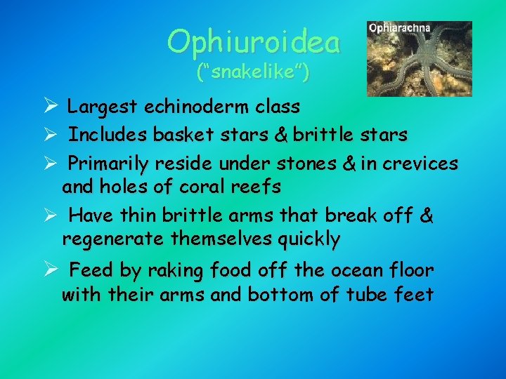 Ophiuroidea (“snakelike”) Ø Largest echinoderm class Ø Includes basket stars & brittle stars Ø