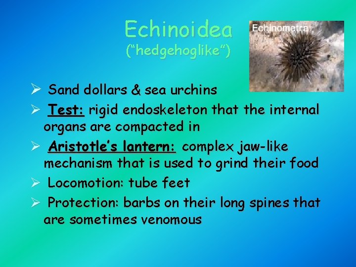 Echinoidea (“hedgehoglike”) Ø Sand dollars & sea urchins Ø Test: rigid endoskeleton that the