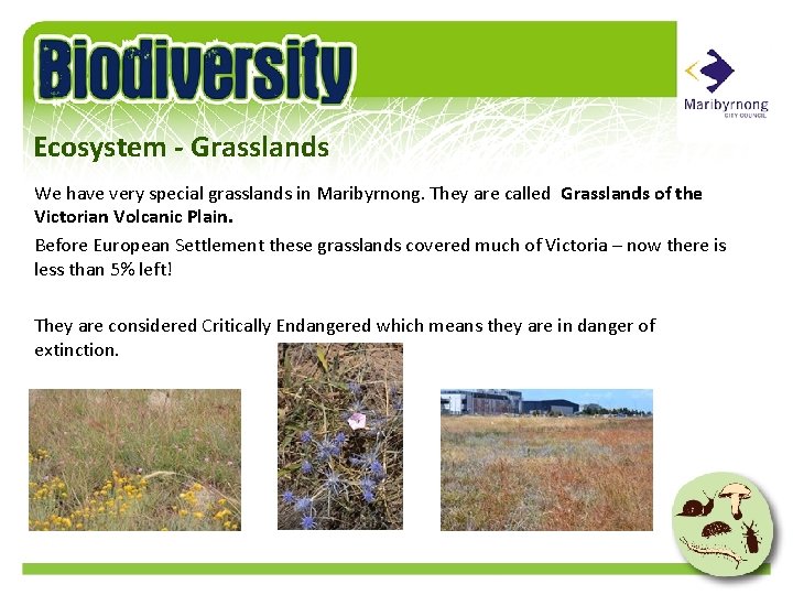 Ecosystem - Grasslands We have very special grasslands in Maribyrnong. They are called Grasslands