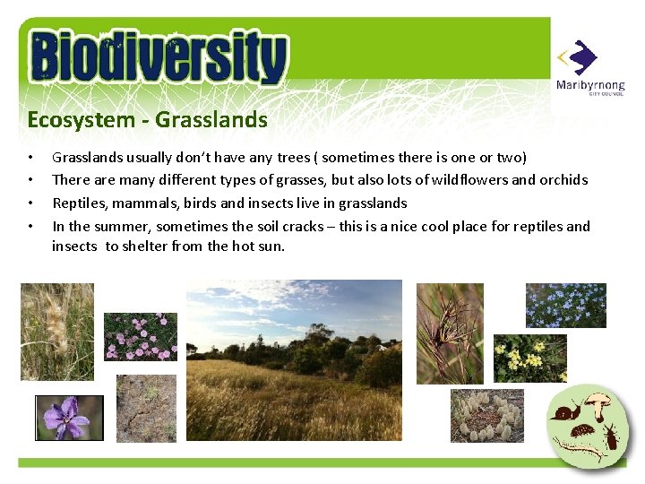 Ecosystem - Grasslands • • Grasslands usually don’t have any trees ( sometimes there