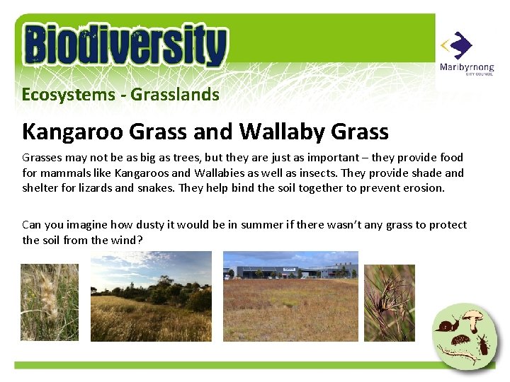 Ecosystems - Grasslands Kangaroo Grass and Wallaby Grasses may not be as big as