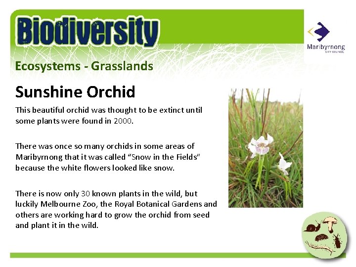 Ecosystems - Grasslands Sunshine Orchid This beautiful orchid was thought to be extinct until