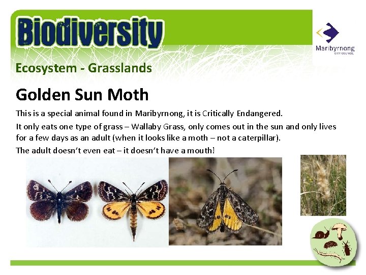 Ecosystem - Grasslands Golden Sun Moth This is a special animal found in Maribyrnong,