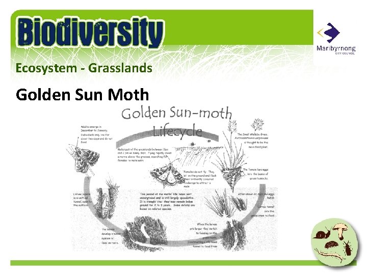 Ecosystem - Grasslands Golden Sun Moth 
