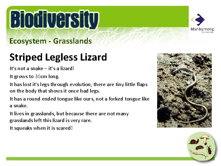 Ecosystem - Grasslands Striped Legless Lizard It’s not a snake – it’s a lizard!