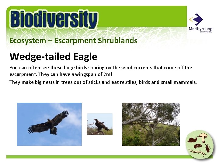 Ecosystem – Escarpment Shrublands Wedge-tailed Eagle You can often see these huge birds soaring