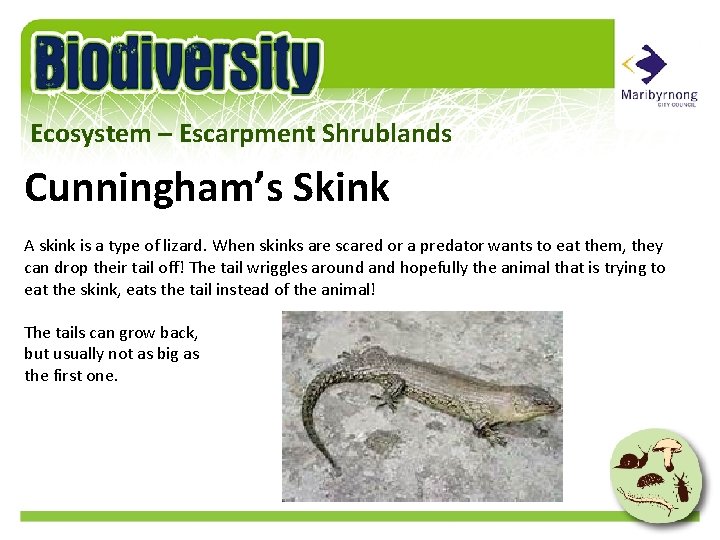 Ecosystem – Escarpment Shrublands Cunningham’s Skink A skink is a type of lizard. When