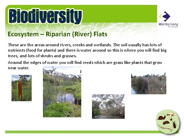 Ecosystem – Riparian (River) Flats These are the areas around rivers, creeks and wetlands.
