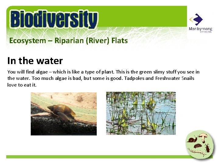 Ecosystem – Riparian (River) Flats In the water You will find algae – which