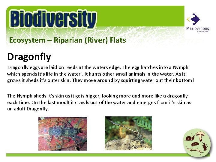 Ecosystem – Riparian (River) Flats Dragonfly eggs are laid on reeds at the waters