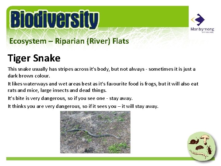 Ecosystem – Riparian (River) Flats Tiger Snake This snake usually has stripes across it’s