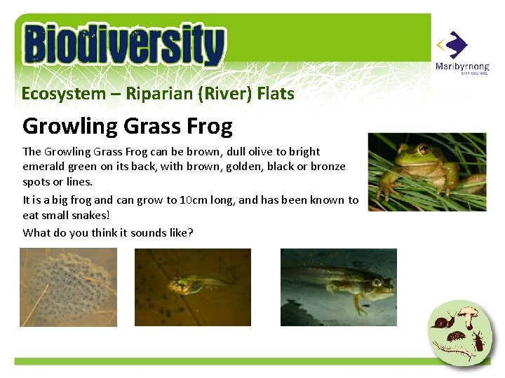 Ecosystem – Riparian (River) Flats Growling Grass Frog The Growling Grass Frog can be