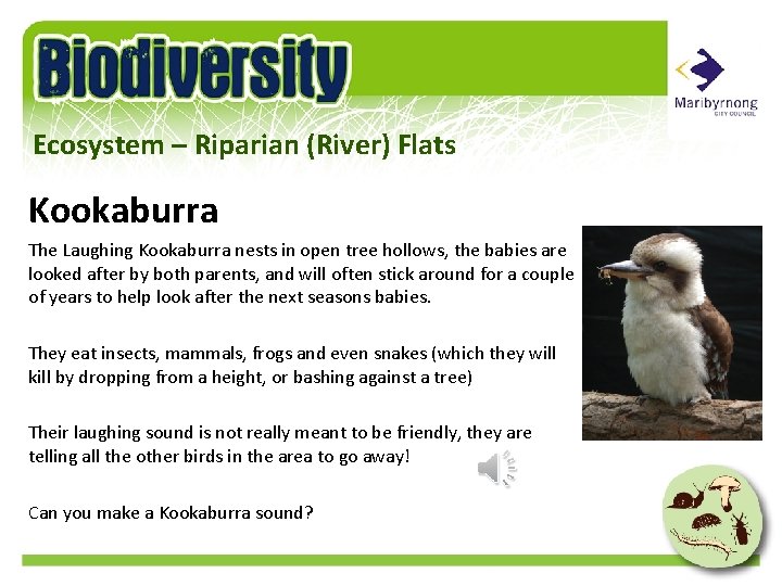 Ecosystem – Riparian (River) Flats Kookaburra The Laughing Kookaburra nests in open tree hollows,