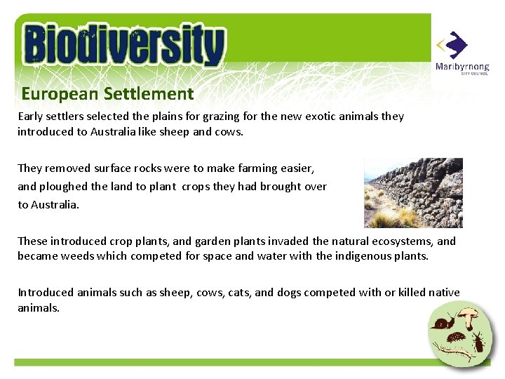European Settlement Early settlers selected the plains for grazing for the new exotic animals