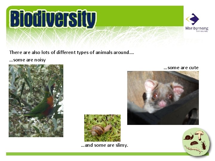 There also lots of different types of animals around…. …some are noisy …some are