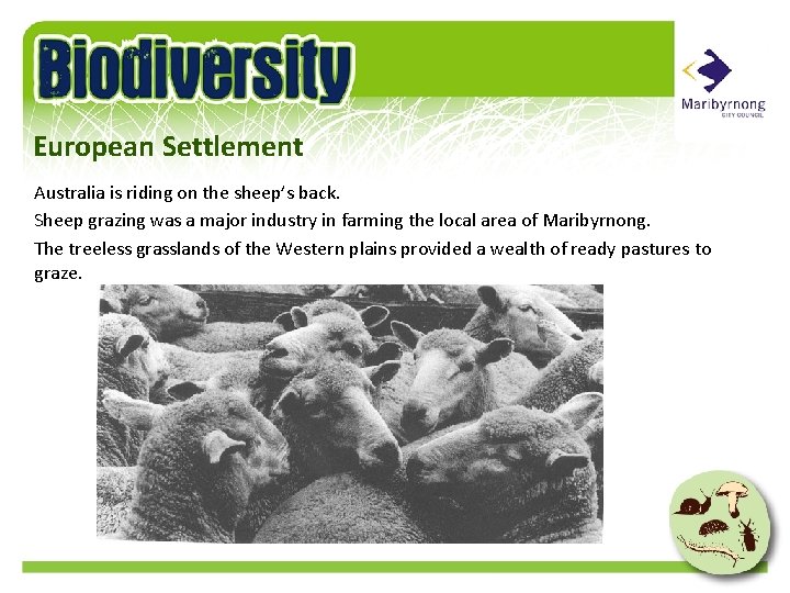 European Settlement Australia is riding on the sheep’s back. Sheep grazing was a major