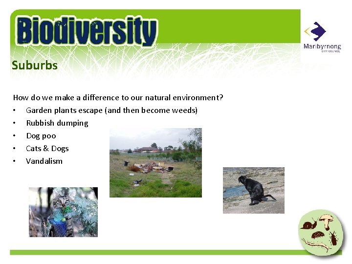 Suburbs How do we make a difference to our natural environment? • Garden plants