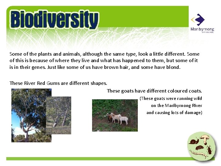 Some of the plants and animals, although the same type, look a little different.