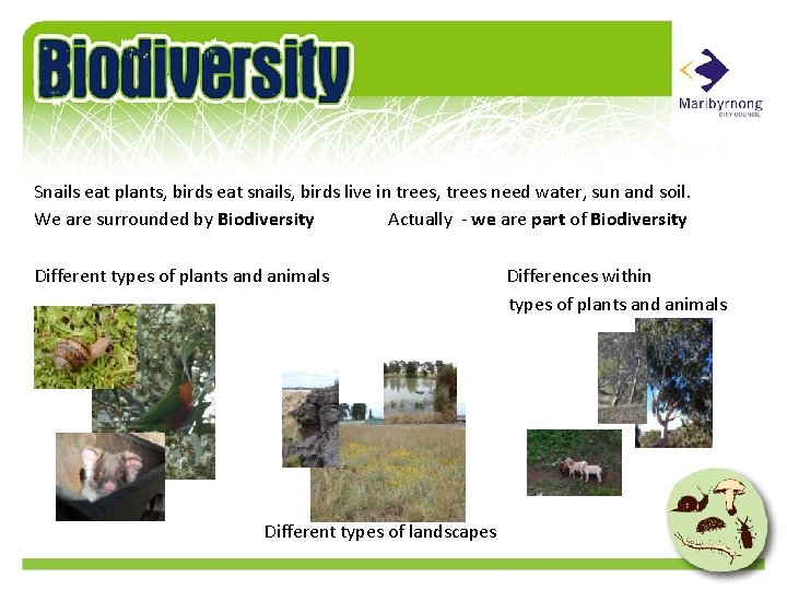 Snails eat plants, birds eat snails, birds live in trees, trees need water, sun