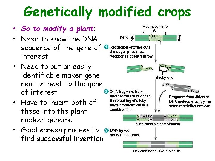 Genetically modified crops • So to modify a plant: • Need to know the