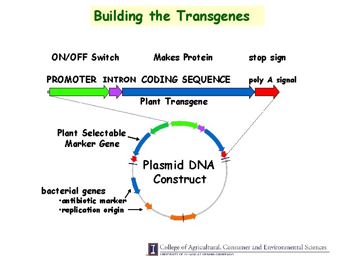 Building the Transgenes ON/OFF Switch Makes Protein PROMOTER INTRON CODING SEQUENCE Plant Transgene Plant