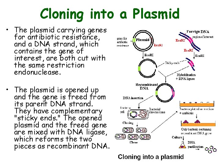 Cloning into a Plasmid • The plasmid carrying genes for antibiotic resistance, and a