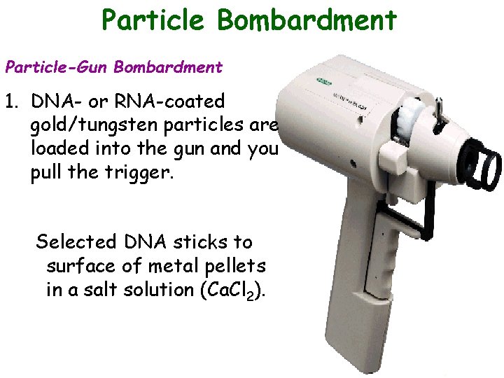 Particle Bombardment Particle-Gun Bombardment 1. DNA- or RNA-coated gold/tungsten particles are loaded into the