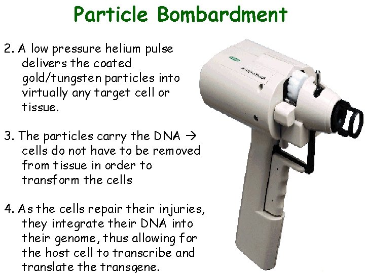 Particle Bombardment 2. A low pressure helium pulse delivers the coated gold/tungsten particles into