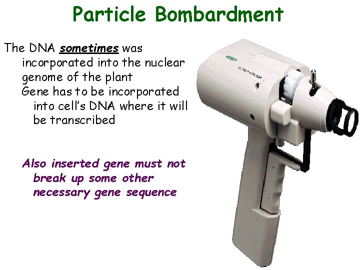 Particle Bombardment The DNA sometimes was incorporated into the nuclear genome of the plant