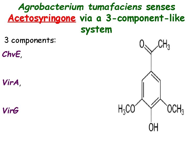 Agrobacterium tumafaciens senses Acetosyringone via a 3 -component-like system 3 components: Chv. E, Vir.