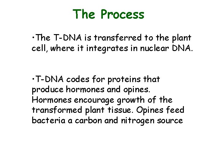 The Process • The T-DNA is transferred to the plant cell, where it integrates