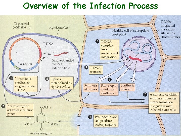 Overview of the Infection Process 