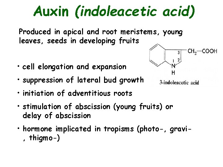Auxin (indoleacetic acid) Produced in apical and root meristems, young leaves, seeds in developing
