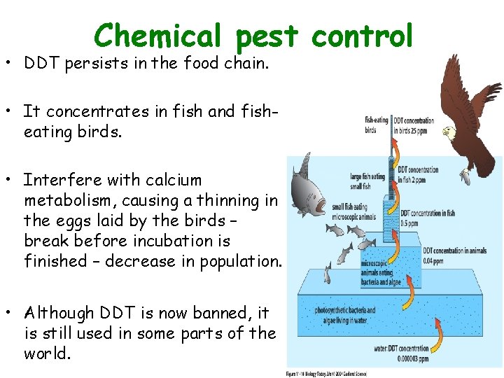  • Chemical pest control Figure 11. 18 DDT persists in the food chain.