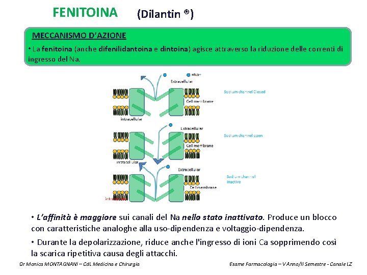 FENITOINA (Dilantin ®) MECCANISMO D’AZIONE • La fenitoina (anche difenilidantoina e dintoina) agisce attraverso