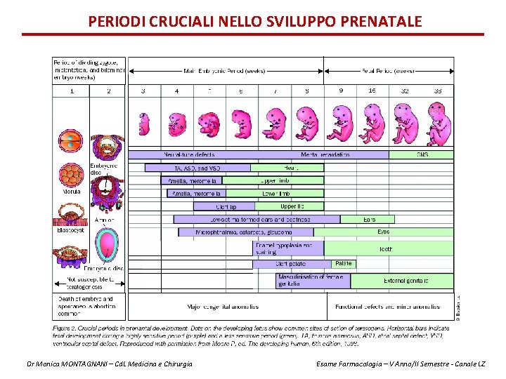 PERIODI CRUCIALI NELLO SVILUPPO PRENATALE Dr Monica MONTAGNANI – Cd. L Medicina e Chirurgia