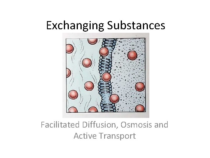 Exchanging Substances Facilitated Diffusion, Osmosis and Active Transport 