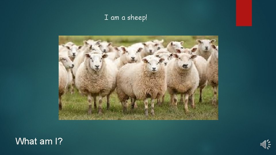 I am a sheep! What am I? 