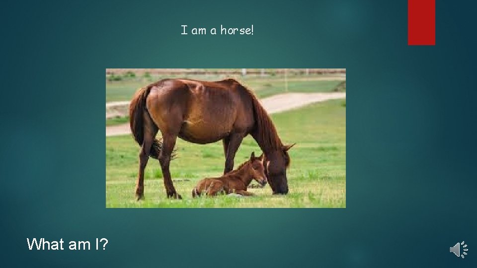 I am a horse! What am I? 