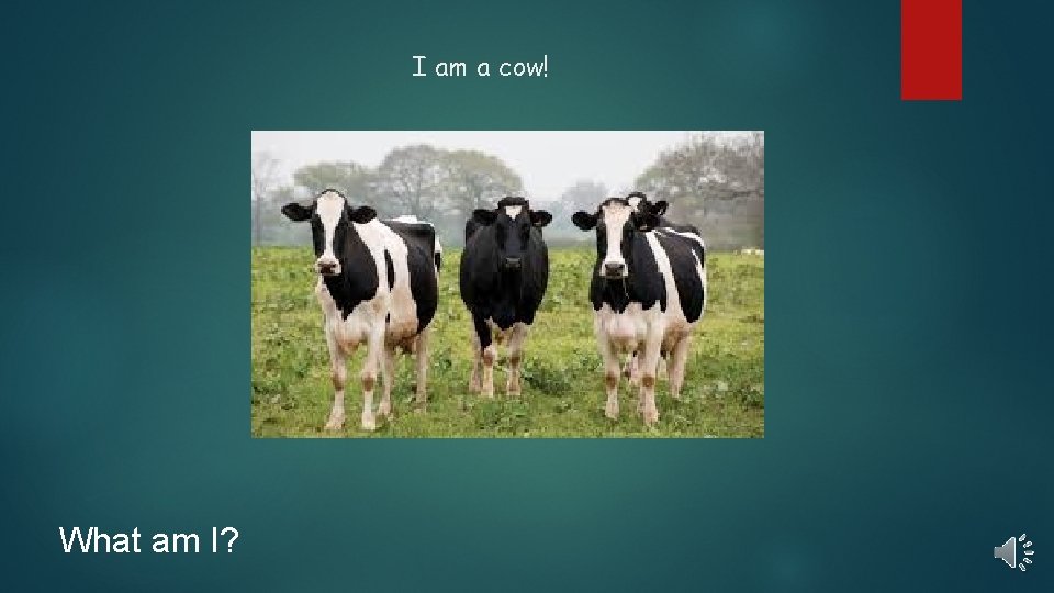 I am a cow! What am I? 