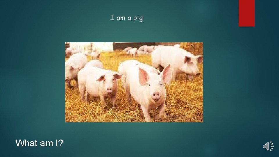 I am a pig! What am I? 