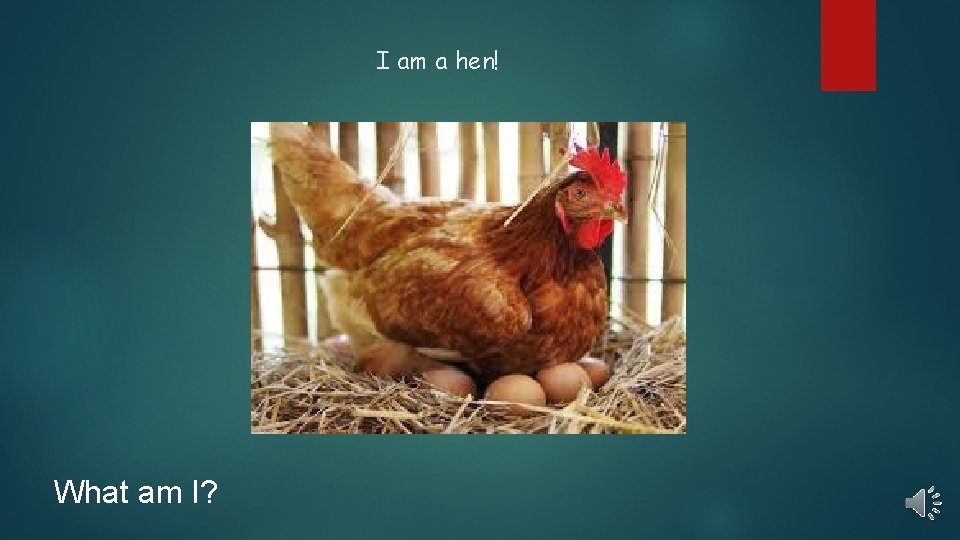 I am a hen! What am I? 