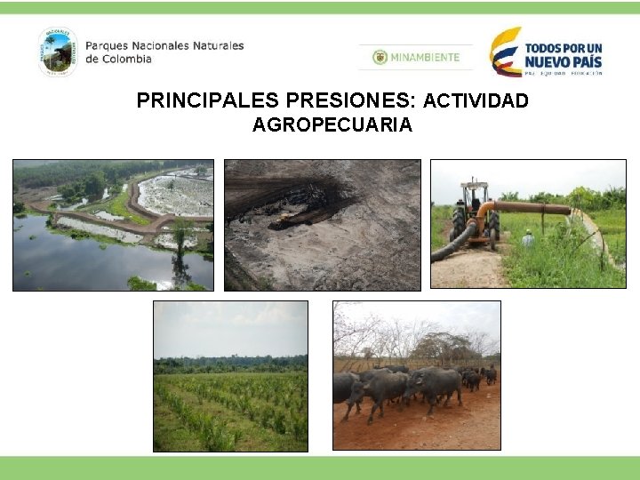 PRINCIPALES PRESIONES: ACTIVIDAD AGROPECUARIA 