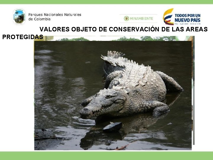 VALORES OBJETO DE CONSERVACIÓN DE LAS AREAS PROTEGIDAS 