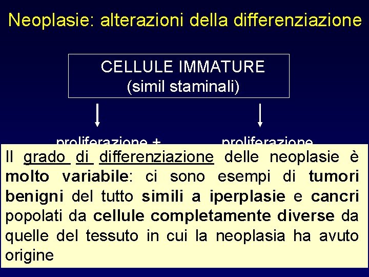 Neoplasie: alterazioni della differenziazione CELLULE IMMATURE (simil staminali) proliferazione + proliferazione Il grado di